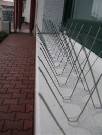 Kolce przeciw ptakom